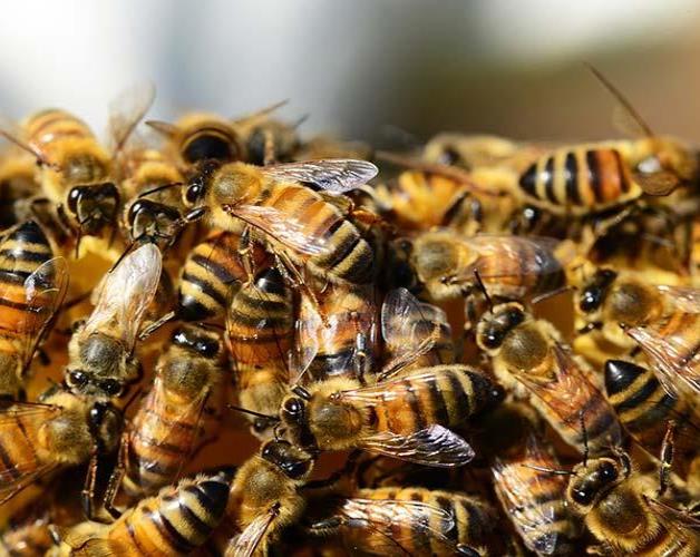 Abejas atacan a 30 personas y obligan cierre de metro en Venezuela