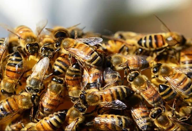 Abejas atacan a 30 personas y obligan cierre de metro en Venezuela Abejas atacan a 30 personas y obligan cierre de metro en Venezuela