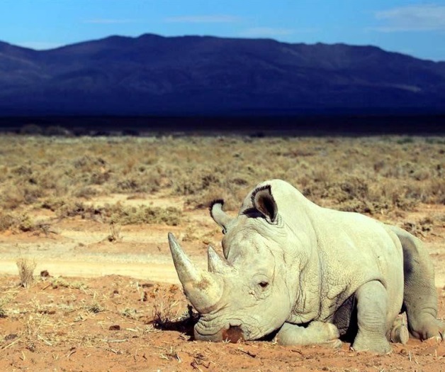 Bate récord masacre de rinocerontes