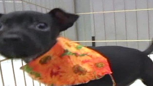 Una perrita recibe una reasignación de sexo por un problema congénito Una perrita recibe una reasignación de sexo por un problema congénito