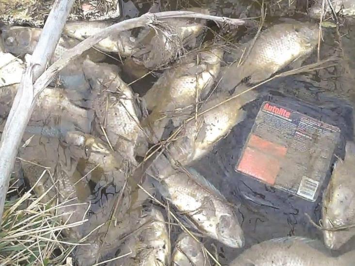 Investigan muerte de cientos de peces Investigan muerte de cientos de peces