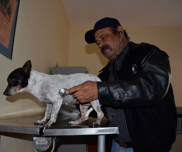 Las mascotas requieren de cuidados especiales Las mascotas requieren de cuidados especiales
