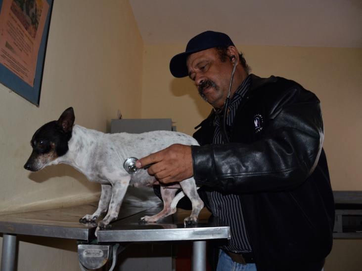 Las mascotas requieren de cuidados especiales Las mascotas requieren de cuidados especiales