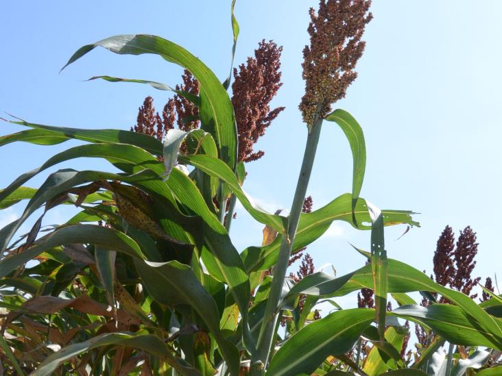 Inician campesinosla siembra de sorgo Inician campesinosla siembra de sorgo
