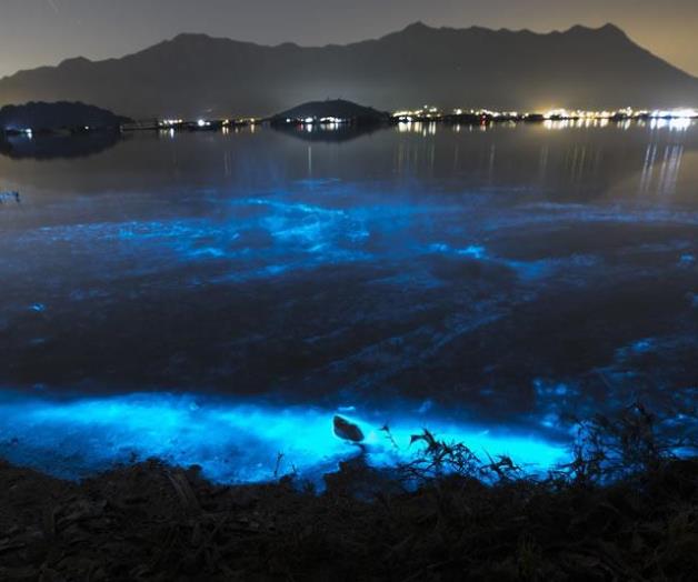Un espectáculo de algas azules ilumina la costa de Hong Kong Un espectáculo de algas azules ilumina la costa de Hong Kong
