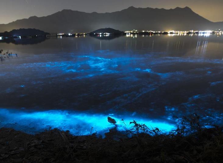 Un espectáculo de algas azules ilumina la costa de Hong Kong Un espectáculo de algas azules ilumina la costa de Hong Kong