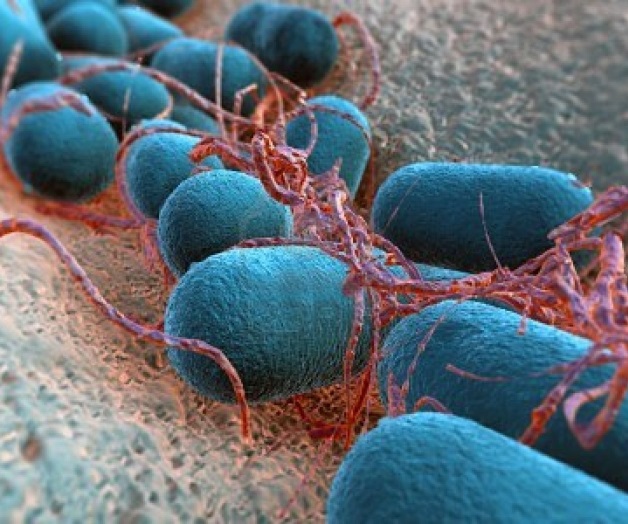 La lepra aún existe en 115 países: OMS La lepra aún existe en 115 países: OMS