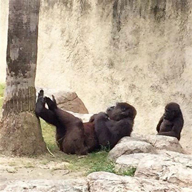 Iniciará el Zoológicoperíodo de Zoofaris