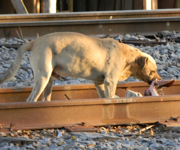 Mascotas también sufren el frío Mascotas también sufren el frío
