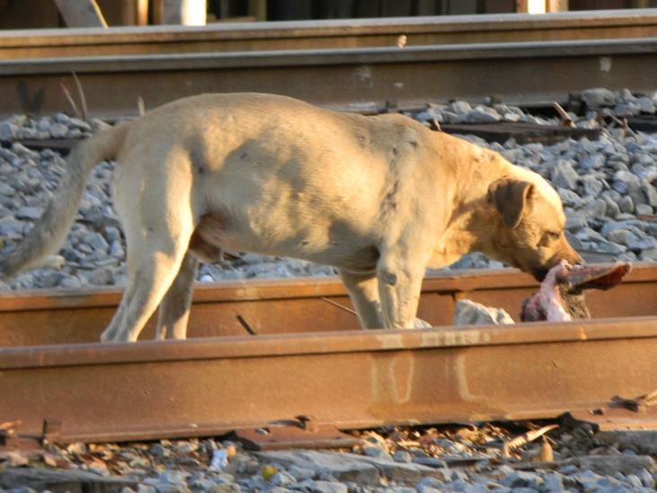 Mascotas también sufren el frío Mascotas también sufren el frío
