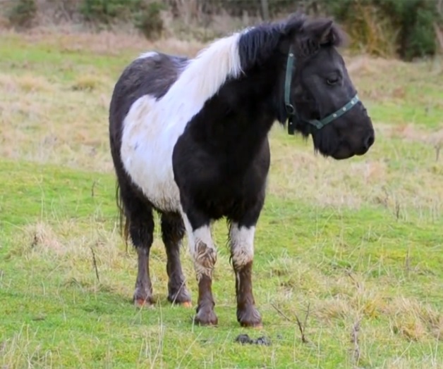 Acusan a británico de irrumpir en establo y tener sexo con un pony