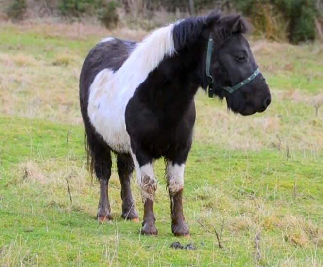Acusan a británico de irrumpir en establo y tener sexo con un pony Acusan a británico de irrumpir en establo y tener sexo con un pony