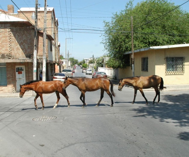Caballos fuera de control ¿Dónde están los dueños? Caballos fuera de control ¿Dónde están los dueños?