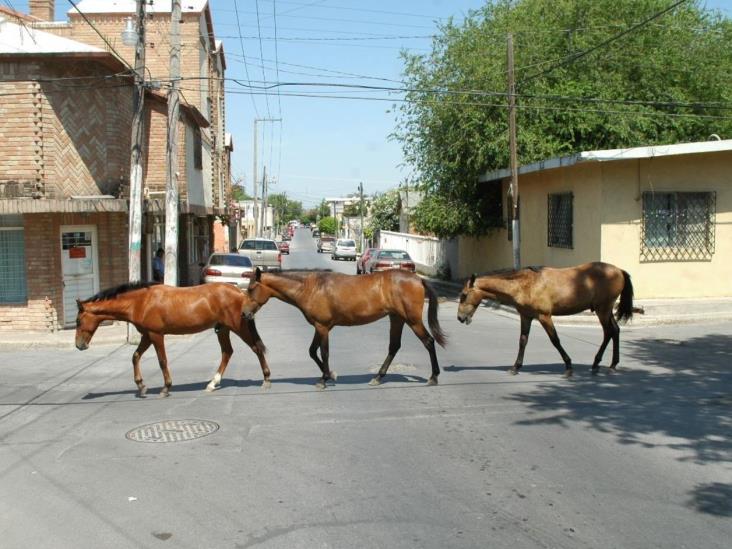 Caballos fuera de control ¿Dónde están los dueños? Caballos fuera de control ¿Dónde están los dueños?