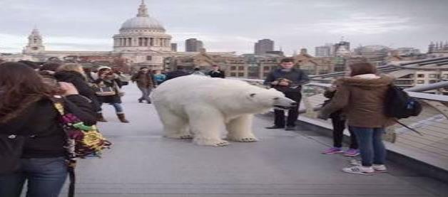 Oso polar camina por las calles de Londres
