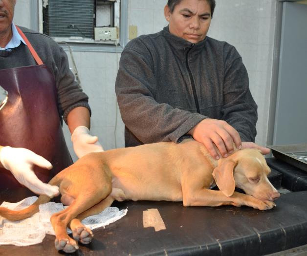Ofrecen servicio gratuito de esterilización de mascotas Ofrecen servicio gratuito de esterilización de mascotas