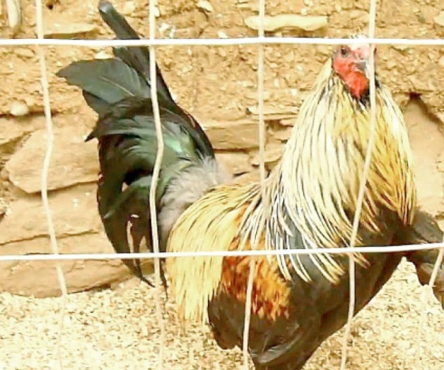 Roban 4 gallos finos… y gallina Roban 4 gallos finos… y gallina