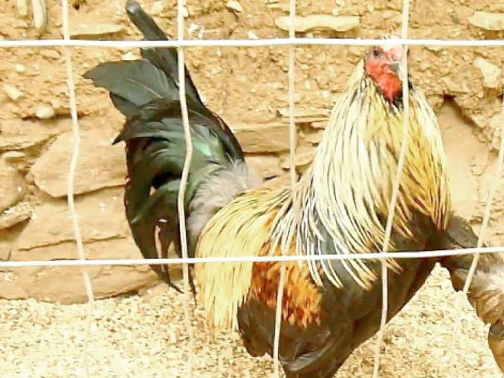 Roban 4 gallos finos… y gallina Roban 4 gallos finos… y gallina