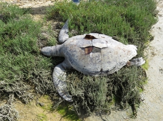 Hallan 150 tortugas muertas en BCS Hallan 150 tortugas muertas en BCS