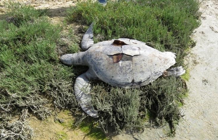 Hallan 150 tortugas muertas en BCS Hallan 150 tortugas muertas en BCS