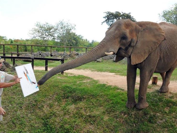 Zoo de Miami inaugura una muestra de pinturas hechas por animales Zoo de Miami inaugura una muestra de pinturas hechas por animales