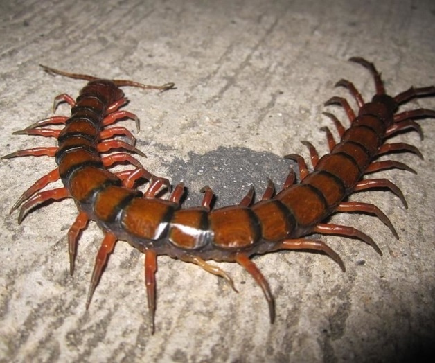 Hallan ciempiés gigante en Colombia