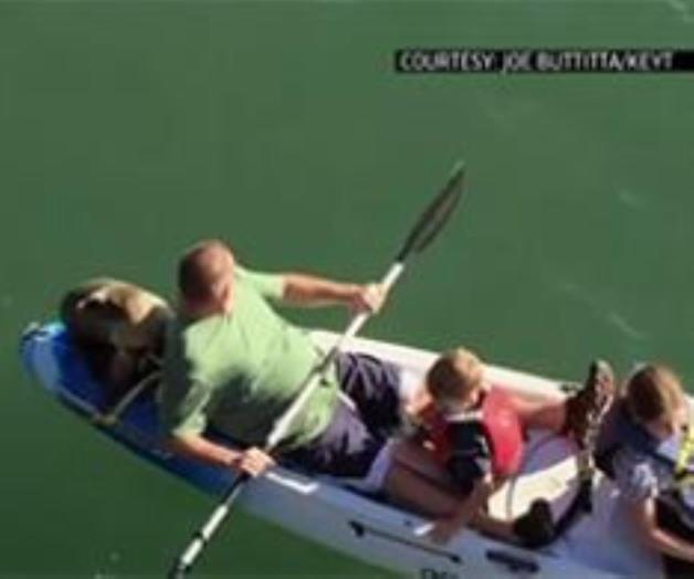 VIDEO: Cachorro de león marino pide aventón a familia en kayak VIDEO: Cachorro de león marino pide aventón a familia en kayak