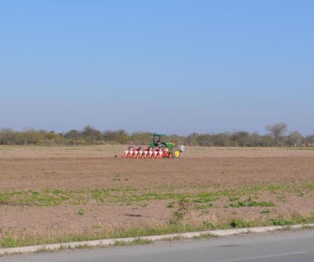 Tienen hasta marzo para las siembras de algodón