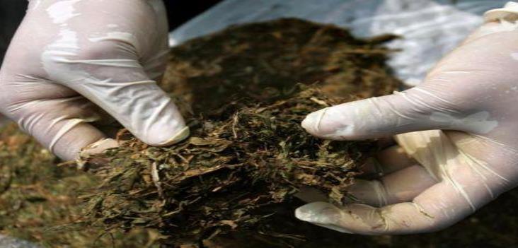 Asegura Sedena más de tonelada y media de mariguana en Tamaulipas Asegura Sedena más de tonelada y media de mariguana en Tamaulipas