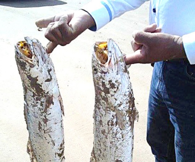 Garantizan el abastode peces y mariscos