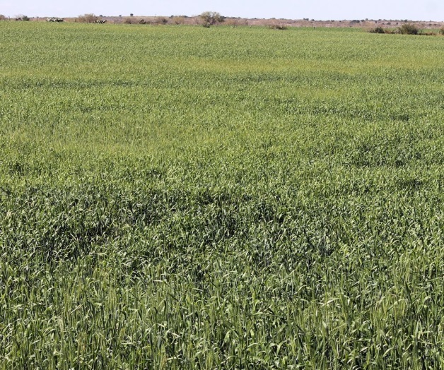 Ataca el pulgóncultivos de trigo Ataca el pulgóncultivos de trigo