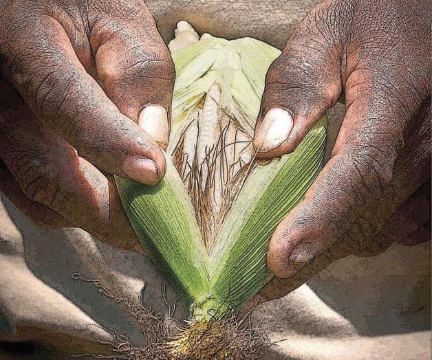 Día para celebrara los agrónomos