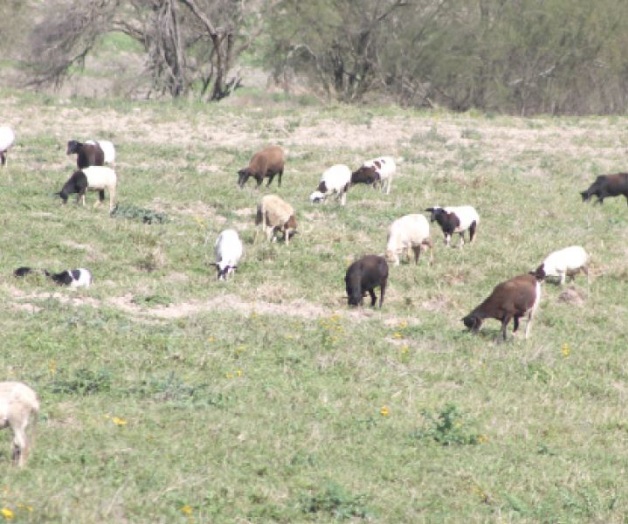 Venden en la subasta más de 850 animales Venden en la subasta más de 850 animales