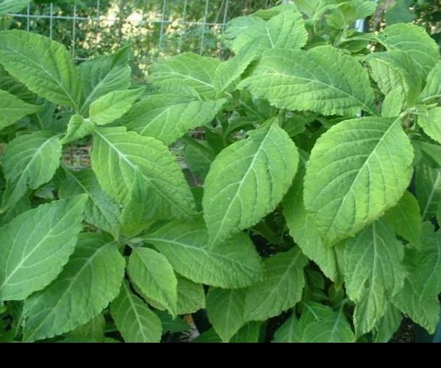 Diputada propone incluir salvia divinorum en la lista de psicotrópicos Diputada propone incluir salvia divinorum en la lista de psicotrópicos