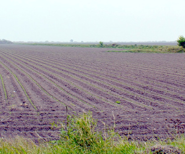 Inquieta en el campopronóstico de lluvias