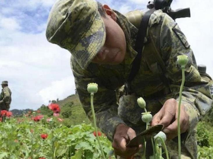 En México se cultiva más amapola que melón, camote o lentejas En México se cultiva más amapola que melón, camote o lentejas