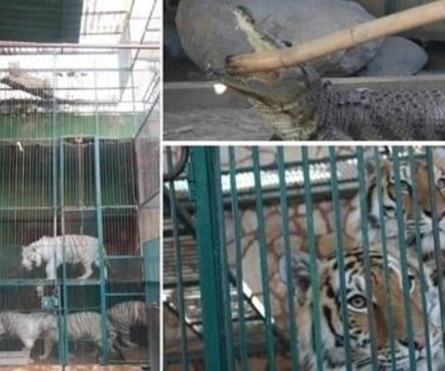 Albergaría Africam Safari animales decomisados en Tehuacán Albergaría Africam Safari animales decomisados en Tehuacán