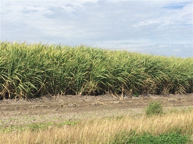 Instan a productoresa actualizar sus datos