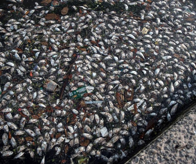 Investigan muerte de peces en bahía de Río de Janeiro Investigan muerte de peces en bahía de Río de Janeiro