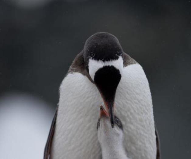 Derretimiento antártico puede redibujar el mapa de la Tierra