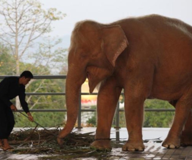 Mianmar captura su noveno elefante blanco Mianmar captura su noveno elefante blanco
