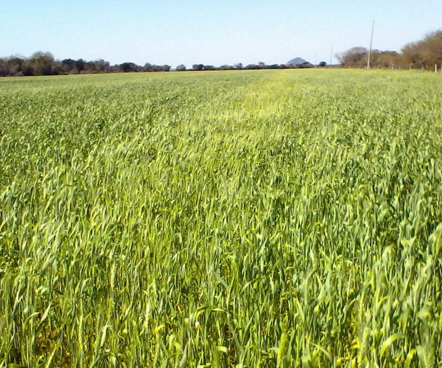 Reportan primeros siniestrosen los sembradíos de trigo