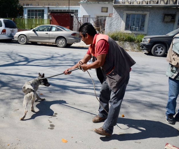 La perrera municipalsale a atrapar más canes