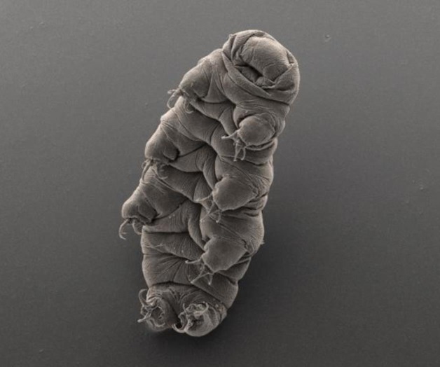 Criaturas de la Antártida muestran lo tenaz que es la vida