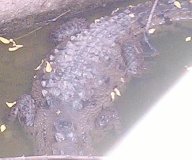 Denuncian muerte a balazos de cocodrilo en Sinaloa Denuncian muerte a balazos de cocodrilo en Sinaloa