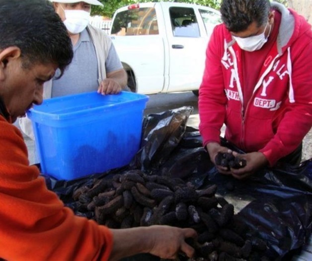 Aseguran 6 mil piezas de pepino de mar