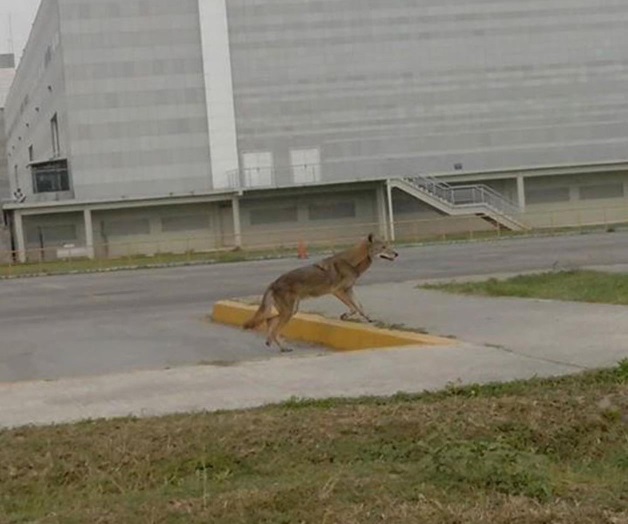 Pasea a sus anchas manada de coyotes