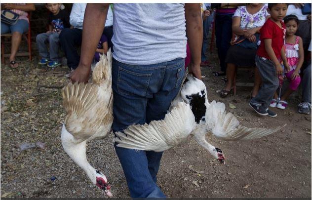 Profepa denuncia crueldad animal durante ritual en Yucatán Profepa denuncia crueldad animal durante ritual en Yucatán