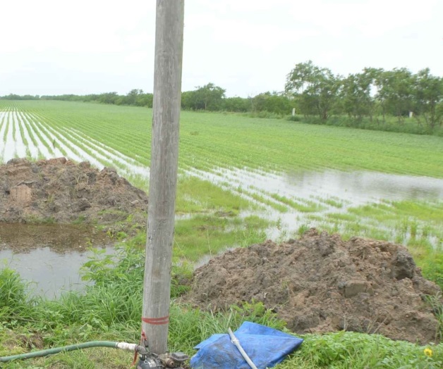 Reportan sorgoya siniestrado