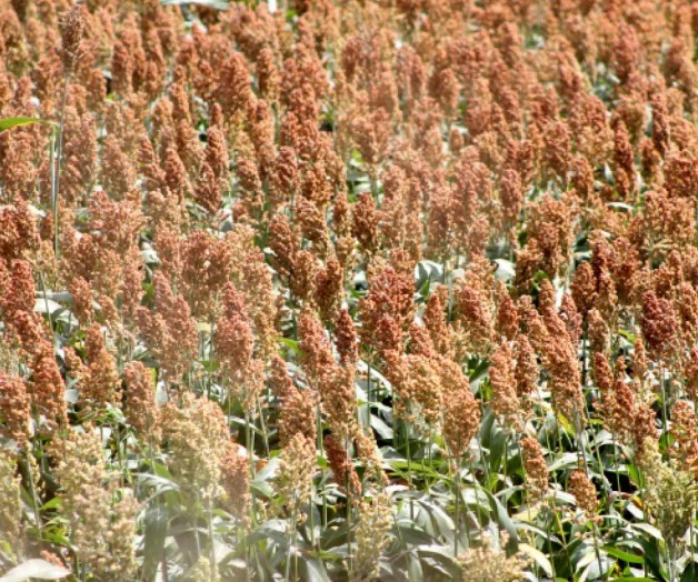 Prevén mermasen las cosechas Prevén mermasen las cosechas